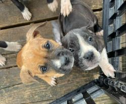 Staffie Pups Need Forever Home