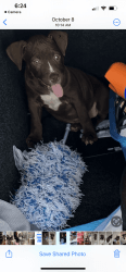 American Staffordshire terrier pups for sale