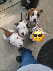 American Staffordshire Terrier mixed with American Bulldog