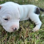 American Staffordshire Terriers for Sale