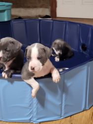 Pit bull puppies