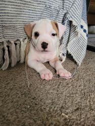 Female pitty pups available
