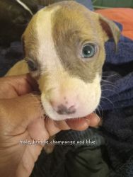 Pups to be rehomed