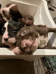 Cuddly puppies ready for their new fur ever home