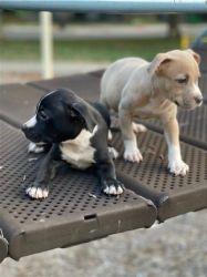 American Staffordshire Terrier Puppies Available