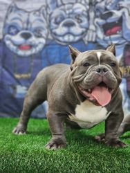 Exotic American Bully Male!!