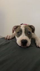 puppy in need of home