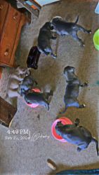 Blue American Staffordshire Terrier Pups, shots and dewormed ready