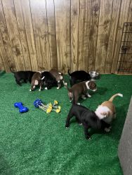 Pitbull Puppies! Ready for their forever home!!!