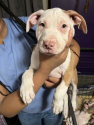 Cute American staffordshire terrier pups in need of loving home