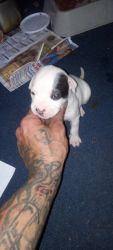 Blue nose/Staffordshire terrier Pitbull