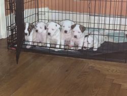 8 Week Old American Staffordshire Terriers Available Now