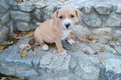 American Staffordshire Terrier Puppies for Sale