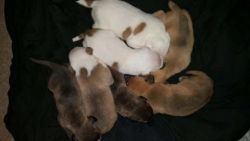 7 puppies availible 1 with a deposit