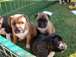 Beautiful American Staffordshire Terrier Puppies