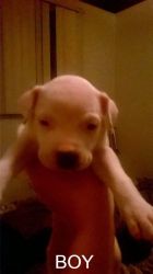 White Am Staff/pit Puppies Born December 6th
