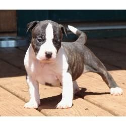 American Staffordshire Terrier for sale at xxx-xxx-93O7