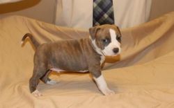 Loving American Staffordshire Terrier Puppies