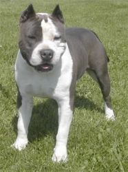 American Staffordshire Terrier For Sale $500