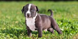 American Staffordshire Terrier!