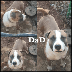 American Staffordshire Terrier Pups