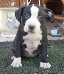 American Staffordshire Terrier for forever homes