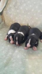 American Staffordshire Terrier Puppies for sale