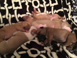 American stafforshire terrier puppies for sale