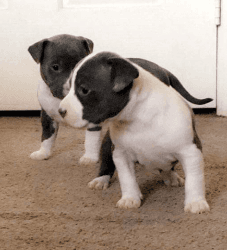 Blue Pit Bull Puppies