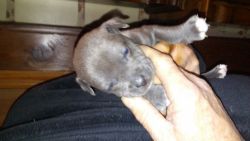 blue nose pups bully