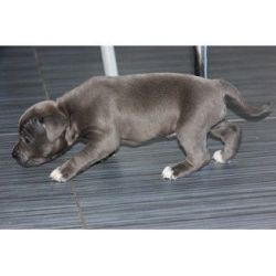 American Staffordshire Terrier blue/ brindle