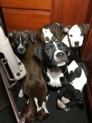 Come Find Your Best Friend Today! Beautiful Pups Ready To Rehome