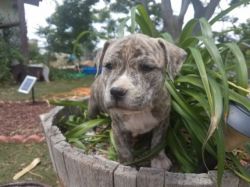 Tesla!! American Staffordshire Terrier Puppies for Sale