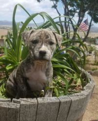 Tesla!!! American Staffordshire Terrier Puppies for Sale