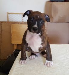 Gorgeous American Staffordshire Terrier puppies