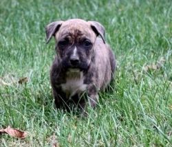 Beautiful American Staffordshire Terrier Puppies