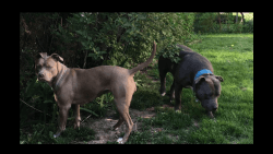 Blue Gotti/Rednose Pit Pups