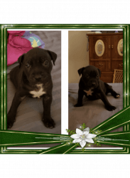 Beautiful Puppies need homes for Christmas