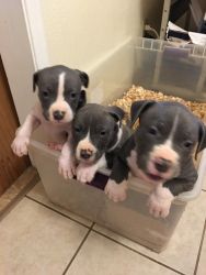 Ukc guard Dogs for sale