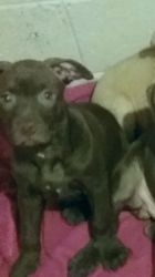 Rednose pitbull puppies for sale