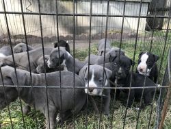 Blue nose pit bull puppies