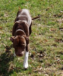 American staffordshire terrier (pitbull) Puppy 6months old /female