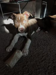 Puppy For Sale-Female