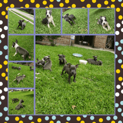 8 weeks old Staffordshire Bull Terriers (UKC)