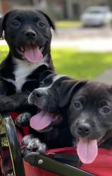 Am Staff/Labrottie Pad trained pups
