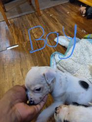 pit bull puppies forsale