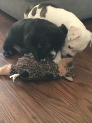 Frenchton/Staff puppies need good homes!