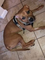 8 month old Female American Staffordshire PitBull Terrier