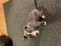 5 month baby pit bull blue nose