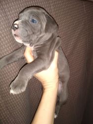 Staffordshire puppies (blue bloodline)
